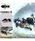 "Pack Essentiel" Ants Garden + Messor Barbarus